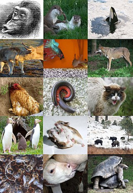a collage of animals with interesting behaviors