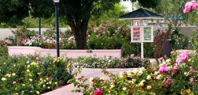 Photo of rose garden