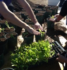 MCC students' hands transplanting plants
