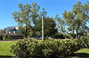 A pole rising above foliage outside on the MCC campus