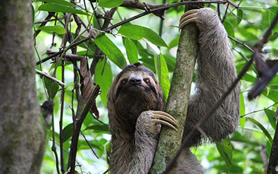 A sloth hanging from a tree branch