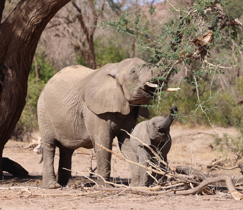 Namibia desert elephants