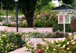 Photo of rose garden