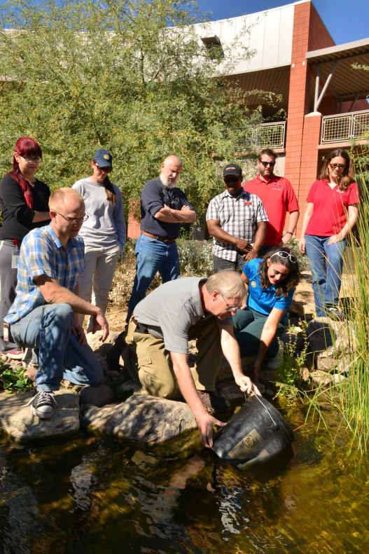 Releasing of endangered desert pupfish in cienega at MCC&#039;s Red Mountain Campus Spring 2015.