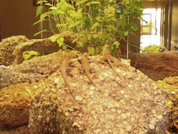 The Saguaro building boasts a large terrarium featuring snakes and other desert wildlife. 