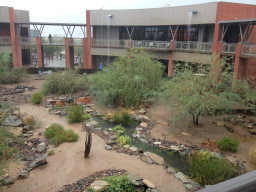 Cienega after monsoon.